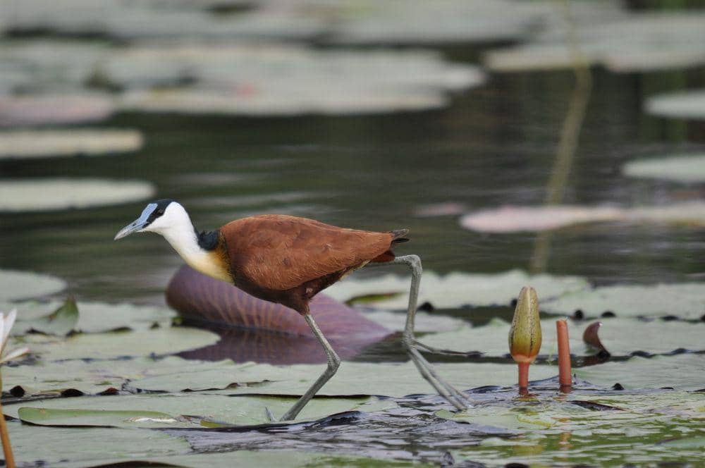 African Jacana (pixabay.com/leonbasson)
