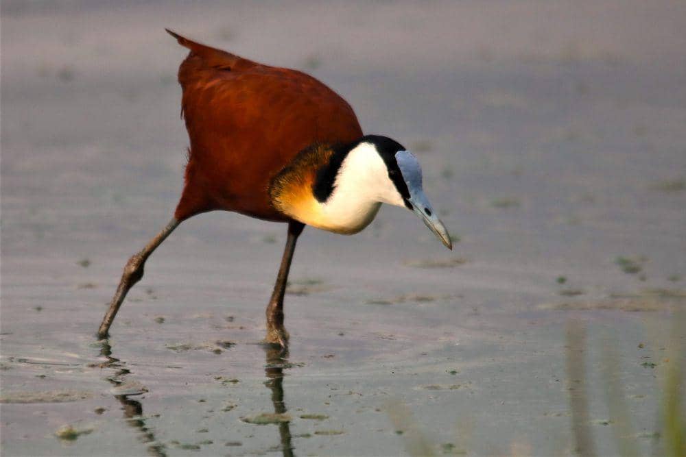 African Jacana (pixabay.com/Nel_Botha)