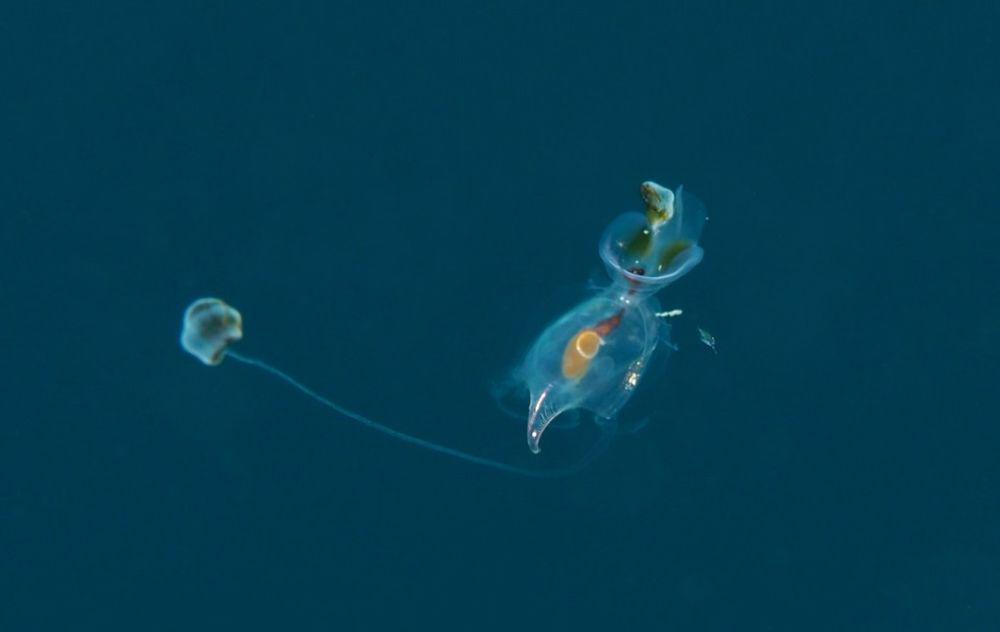 5 Jenis Ikan Malaikat Laut, Tubuhnya yang Transparan dan Indah
