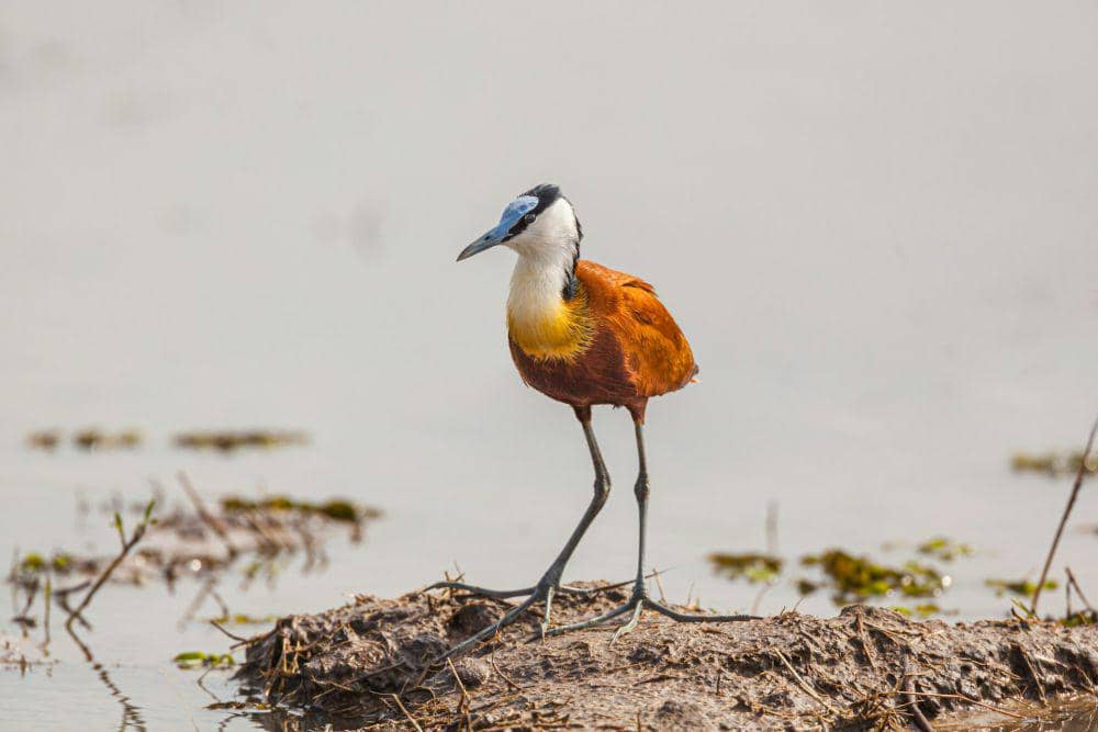 African Jacana (unsplash.com/Chris Stenger)