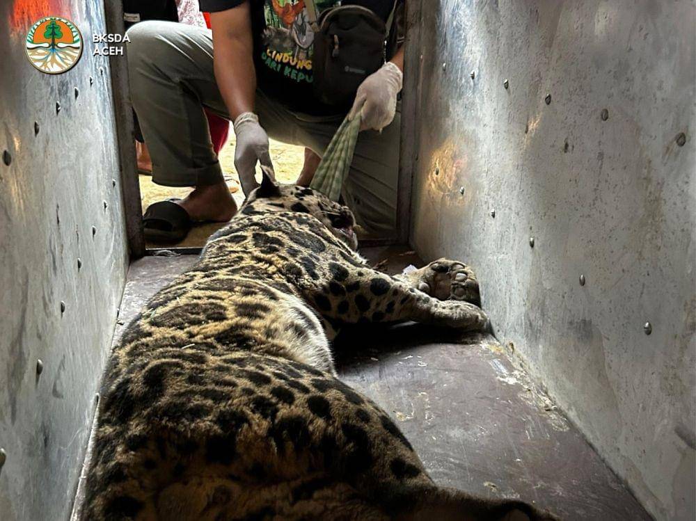 Macan dahan sumatera saat dievakuasi Tim BKSDA Aceh dari permukiman warga di Kabupaten Bener Meriah. (Foto Instagram BKSDA Aceh)