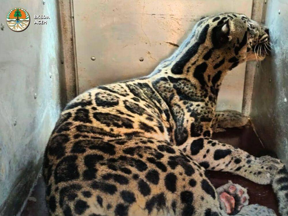 Macan dahan sumatera saat dievakuasi Tim BKSDA Aceh dari permukiman warga di Kabupaten Bener Meriah. (Foto Instagram BKSDA Aceh)