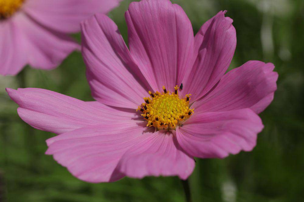 ilustrasi bunga cosmos yang cantik (pixabay.com/Marjonhorn)