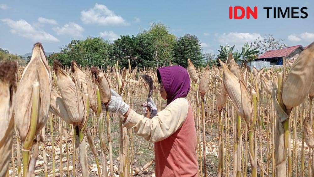 Petani di desa Pragak Kecamatan Parang tengah memanen jagung. IDN Times/ Riyanto.