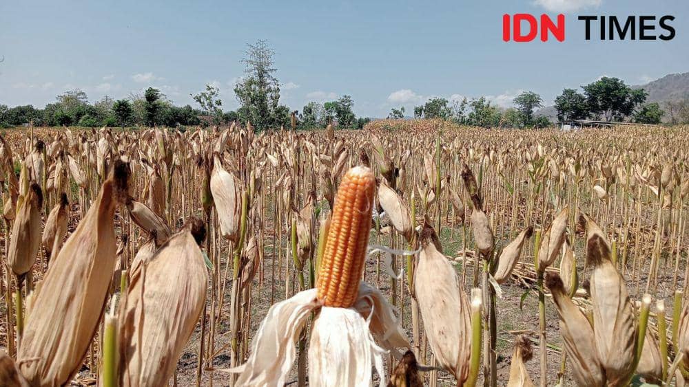 Petani di desa Pragak Kecamatan Parang tengah memanen jagung. IDN Times/ Riyanto.