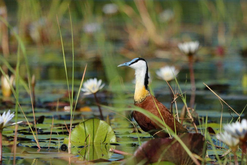 5 Fakta Menarik African Jacana, Memiliki Jari Kaki yang Panjang