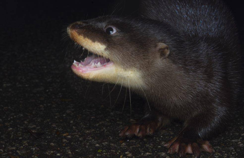 Hairy nosed otter (inaturalist.nz)