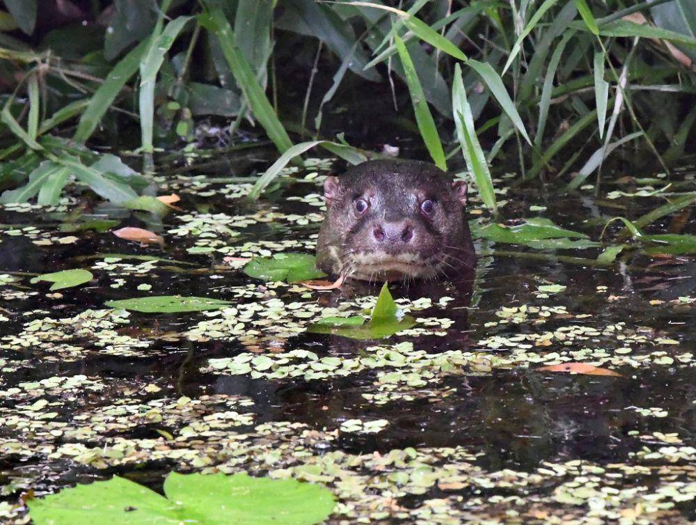 Hairy nosed otter (inaturalist.org)