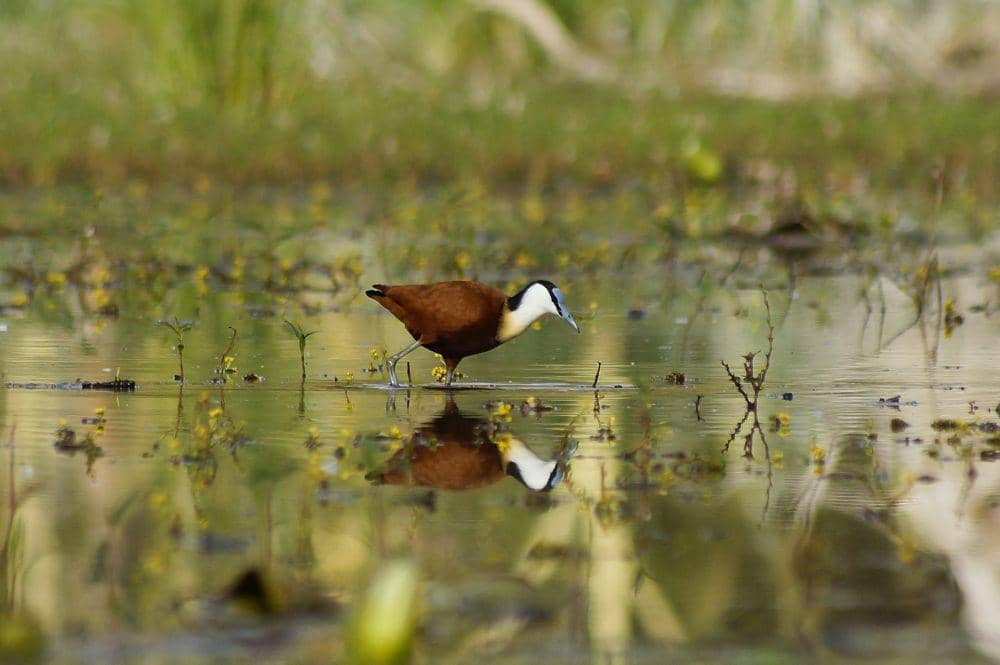 African Jacana (unsplash.com/Leon Pauleikhoff)