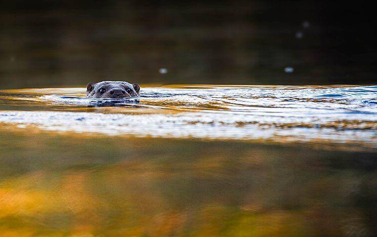 Hairy nosed otter (commons.wikimedia.org/Carlos Eduardo Joos)