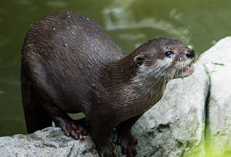 Hairy nosed otter (commons.wikimedia.org/Rigelus)