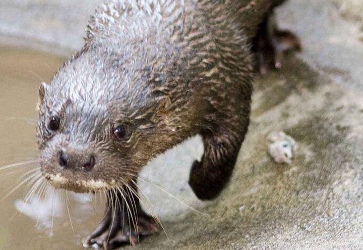 Hairy nosed otter (commons.wikimedia.org/IOSF1957)