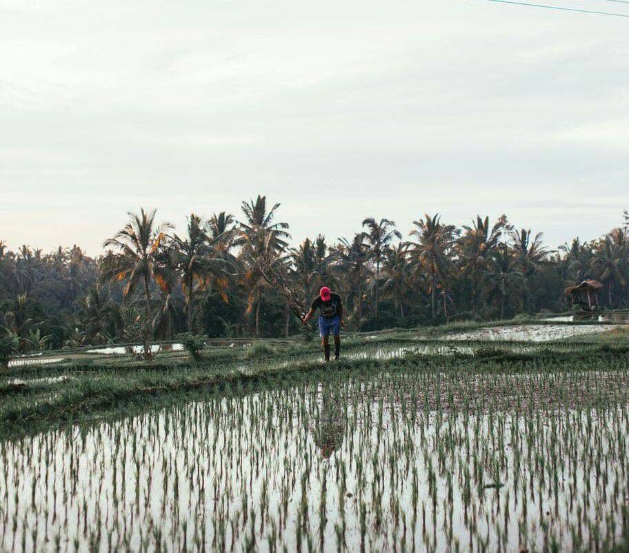 Ilustrasi seorang petani berada di sawah (pexels.com/Rachel Claire)