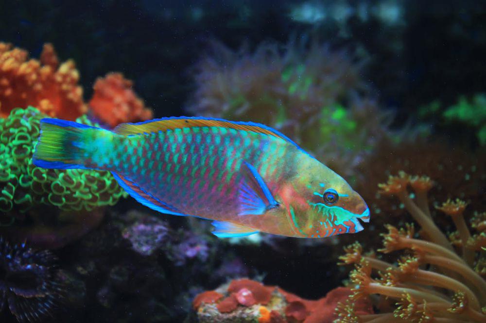 7 Fakta Ikan Kakatua, Si Penghasil Pasir Putih