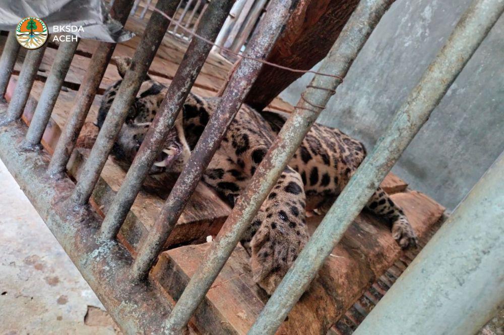 Macan Dahan Sumatera Ditemukan Mati di Kandang BKSDA Aceh