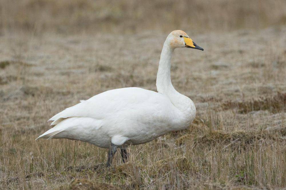 Angsa whooper (inaturalist.org/Corey Hayes)