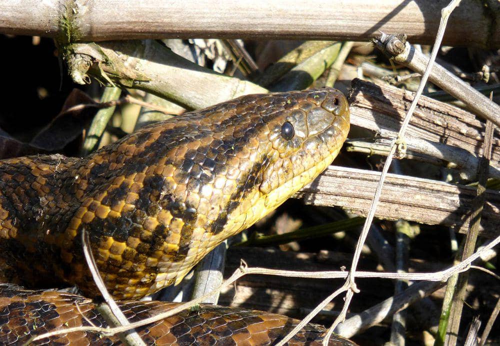 Anakonda kuning (commons.wikimedia.org/Pablo H Capovilla)