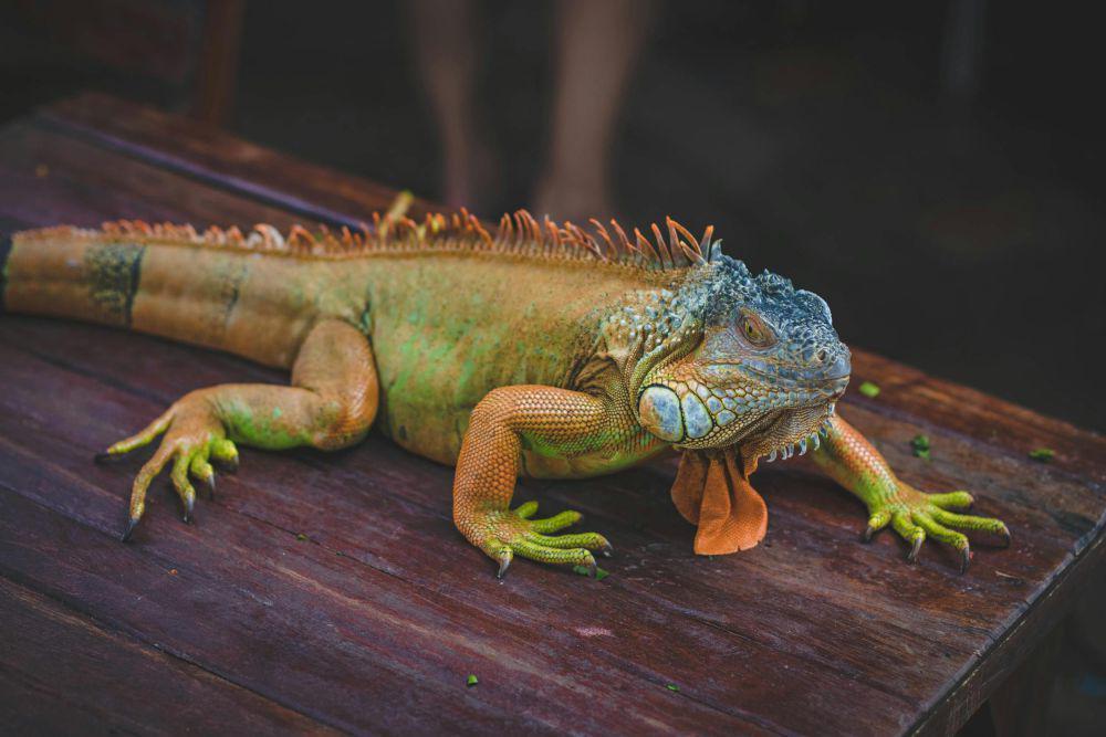 5 Fakta Mengenai Iguana yang Jarang Diketahui, Bisa Agresif!
