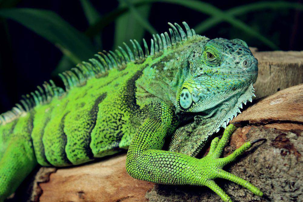 ilustrasi iguana (pexels.com/Christo Goosen)