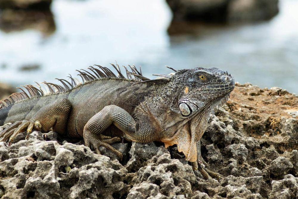 ilustrasi iguana (pexels.com/Howard R.)