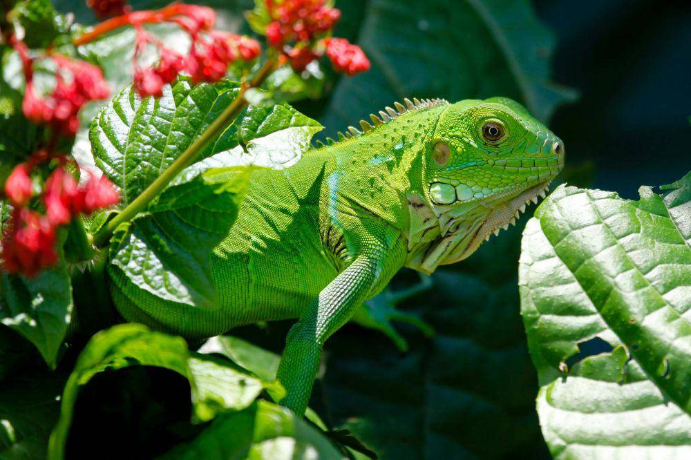 ilustrasi iguana (pexels.com/Pixabay)