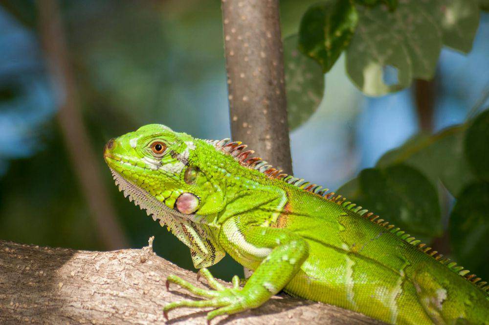 ilustrasi iguana (pexels.com/Pixabay)