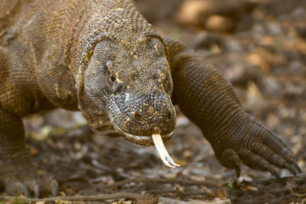 5 Reptil Endemik di Indonesia, Beberapa di Antaranya Terancam Punah!