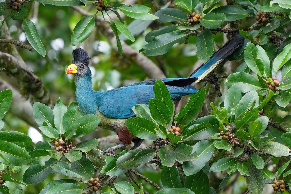 Great blue turaco (commons.m.wikimedia.org/Giles Laurent)