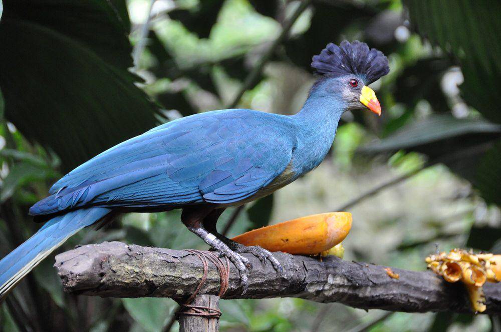 Great blue turaco (commons.m.wikimedia.org/Michael Gwyther-Jones)