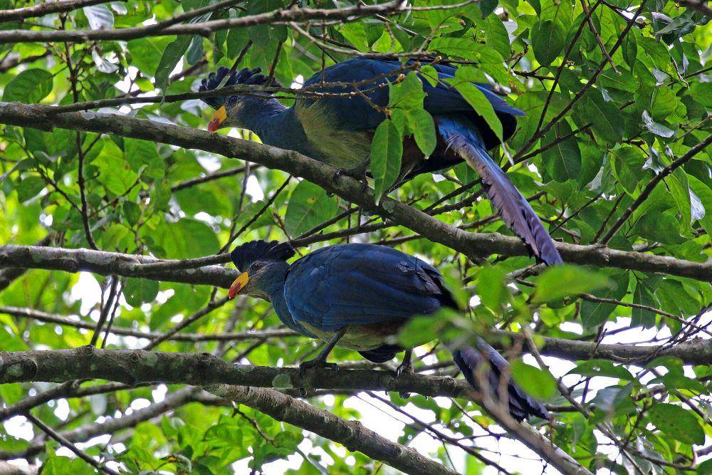 Great blue turaco (commons.m.wikimedia.org/Charles J. Sharp)