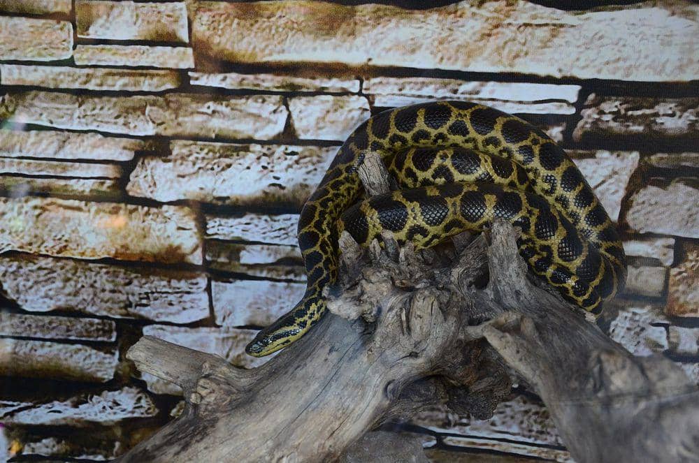 Anakonda kuning (commons.wikimedia.org/Andrey Butko)