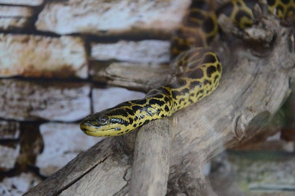 Anakonda kuning (commons.wikimedia.org/Andrey Butko)