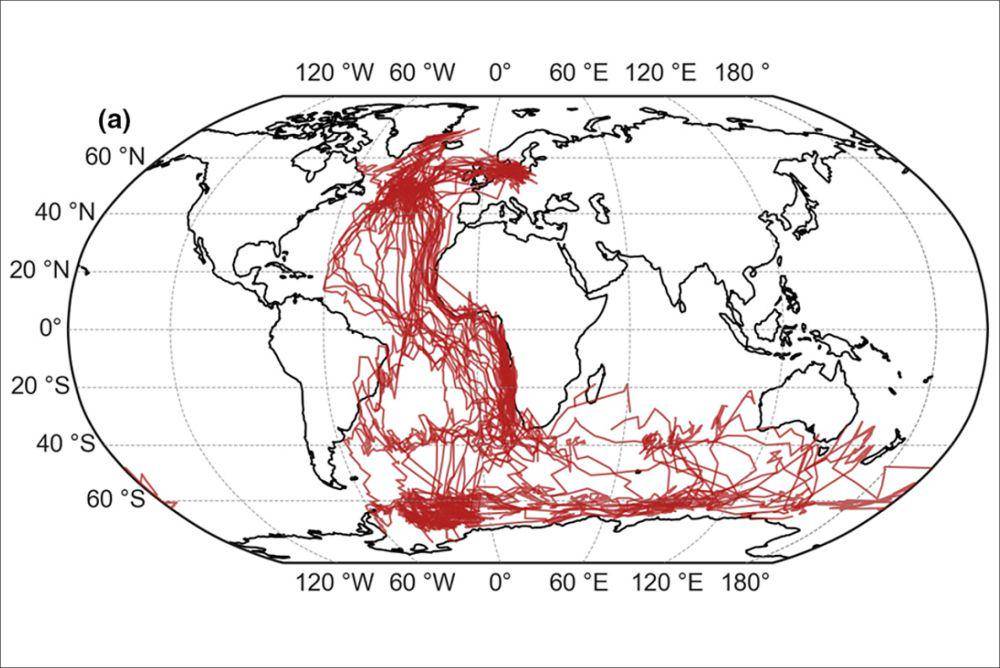 Rute migrasi dara laut arktik (Morten et al. 2023)