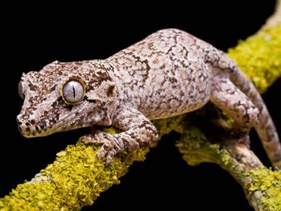 Gargoyle gecko dewasa. (Reptilecentre.com)