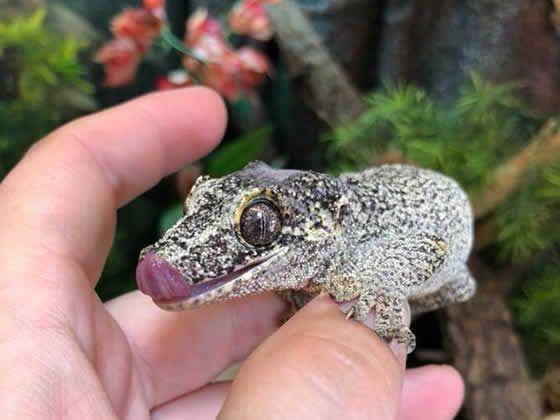 Bayi gargoyle gecko. (Reptilecentre.com)