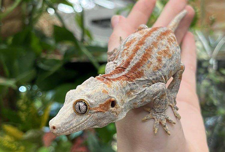 Gargoyle gecko dengan garis oranye. (Junglereptiles.uk)