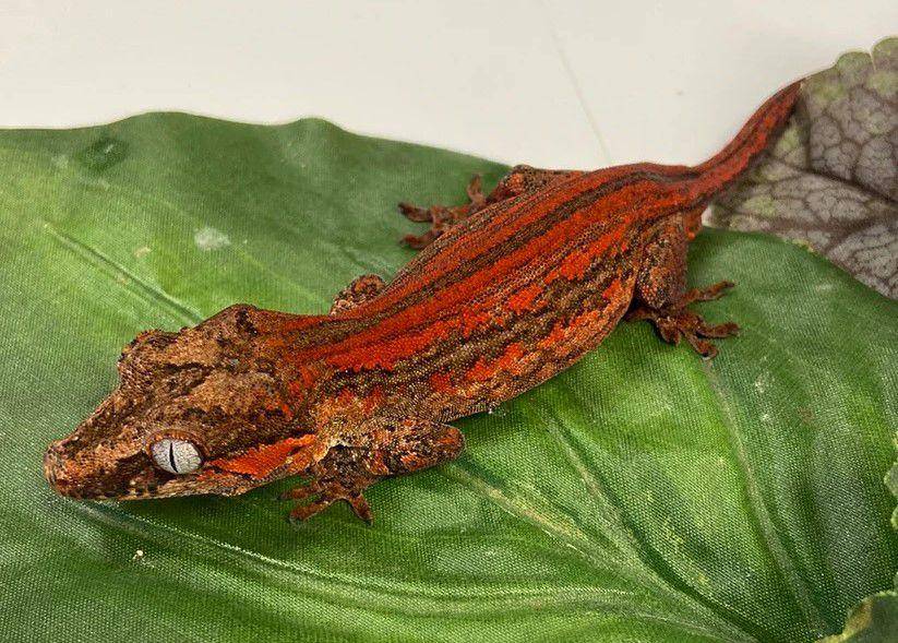 Gargoyle gecko dengan garis merah menyala. (Bhbreptiles.com)