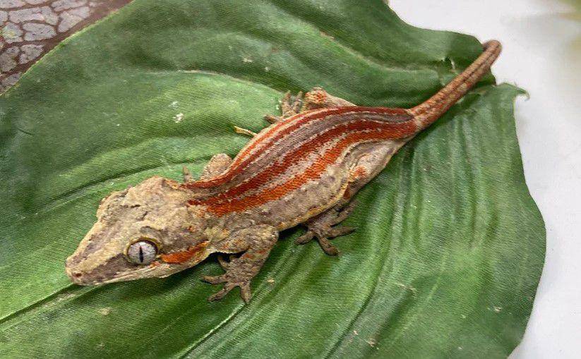 Gargoyle gecko dengan garis oranye. (Bhbreptiles.com)