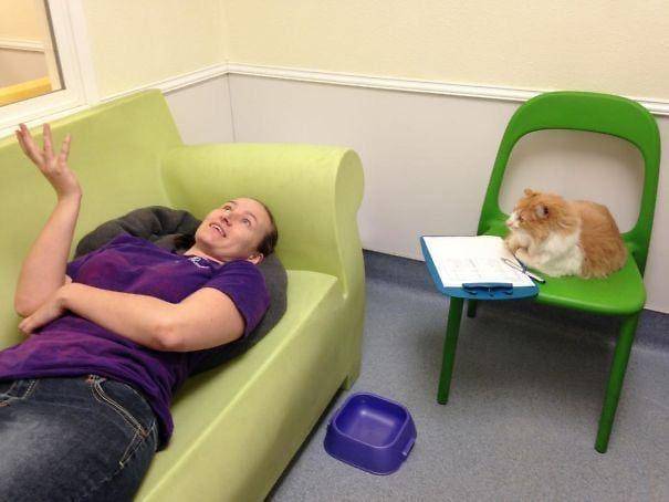 foto lucu kucing jadi konselor hooman (x.com/ShouldHaveCat)