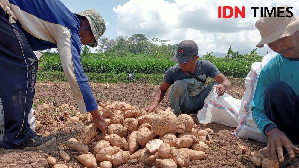 Petani Ubi Jalar di Magetan Merugi karena Harga Cuma Rp1000