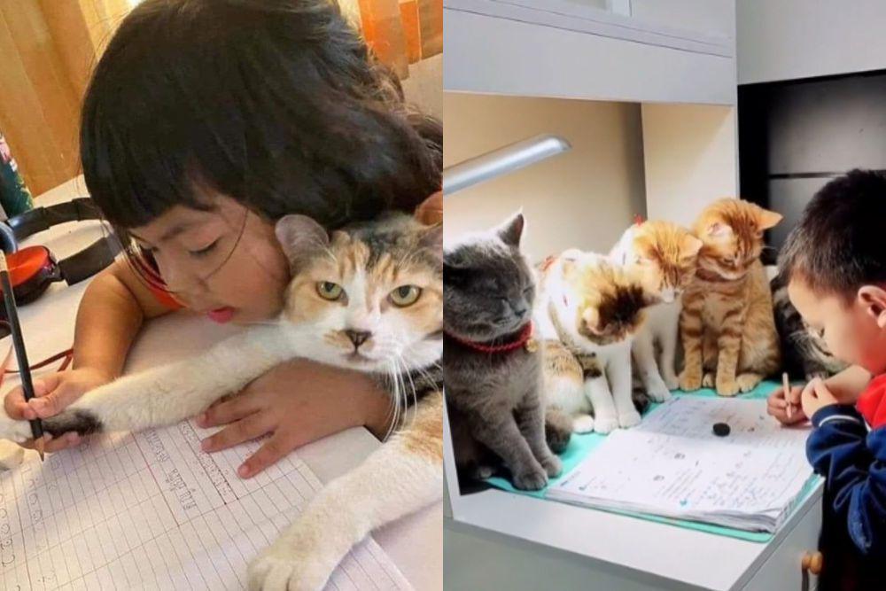 7 Foto Lucu Kucing Bantuin Anak Kecil Ngerjain PR, Gak Ikhlas?