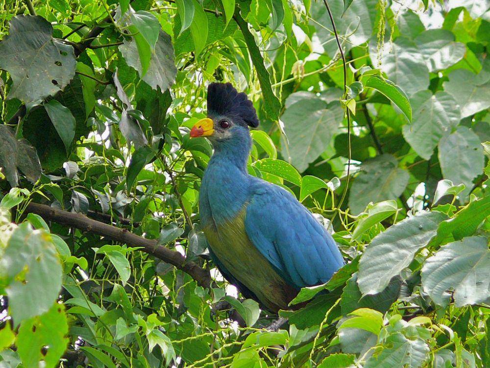 Great blue turaco (inaturalist.org/Bernard Dupont)