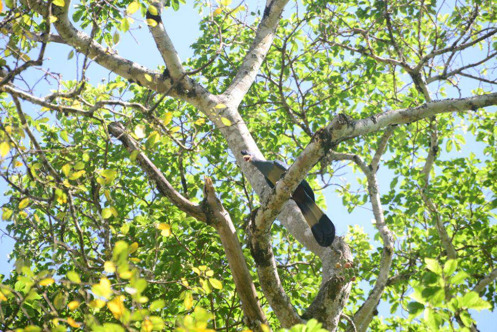 Great blue turaco (inaturalist.org/premchand)