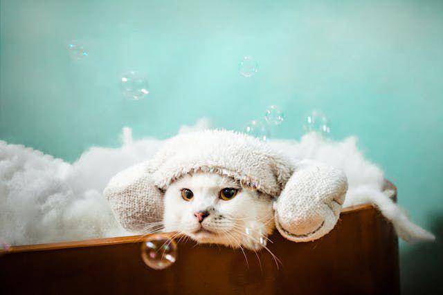 ilustrasi memandikan kucing (pexels.com/Pet foto)