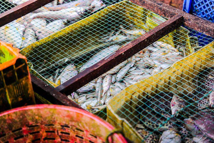 ilustrasi seafood segar (unsplash.com/@gafclickz)