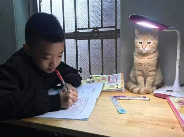 foto lucu kucing bantu anak kecil ngerjain PR (reddit.com/plutoniumhunterz)