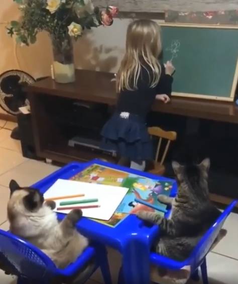 foto lucu kucing bantu anak kecil ngerjain PR (reddit.com/Antscannabis)