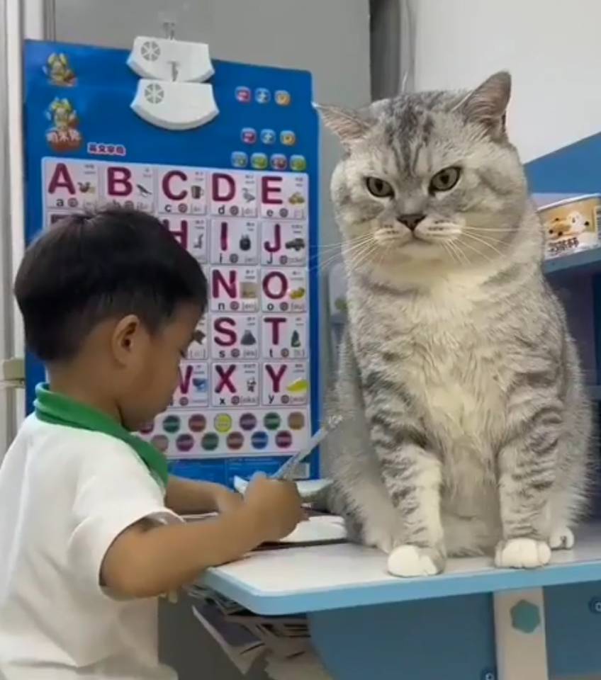 foto lucu kucing bantu anak kecil ngerjain PR (reddit.com/Redmememan)