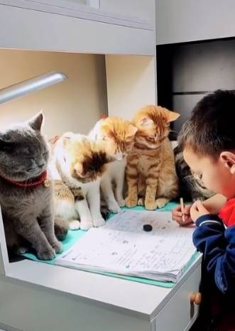 foto lucu kucing bantu anak kecil ngerjain PR (reddit.com/vladgrinch)