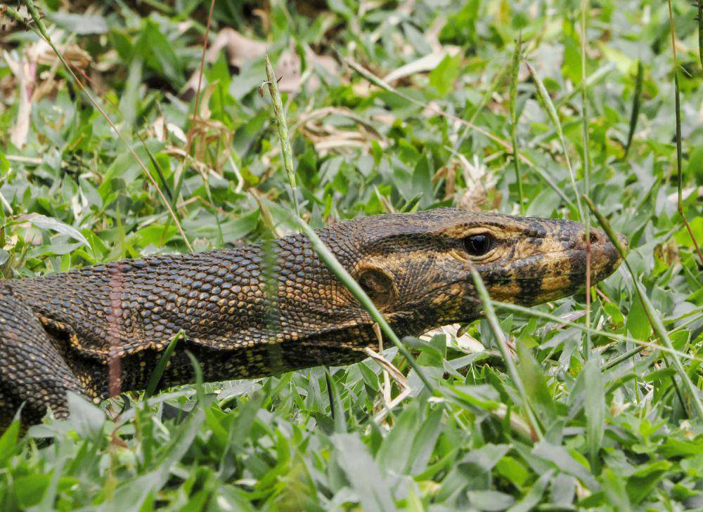 Biawak togian (en.m.wikipedia.org/Cheongweei Gan)